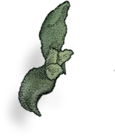 ƴ
